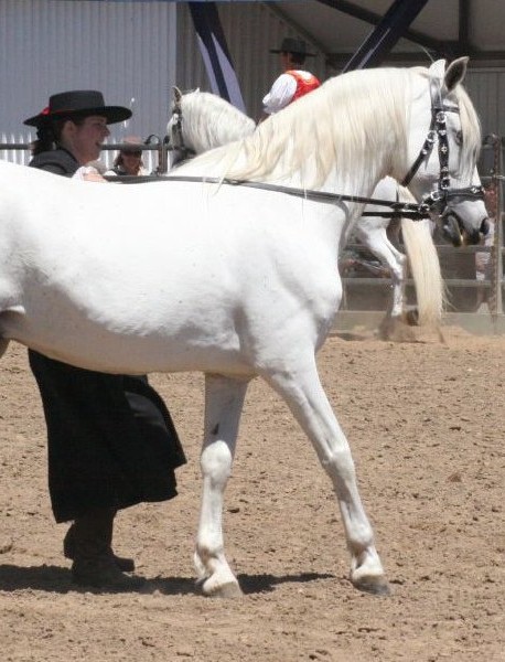 Caballos PRE