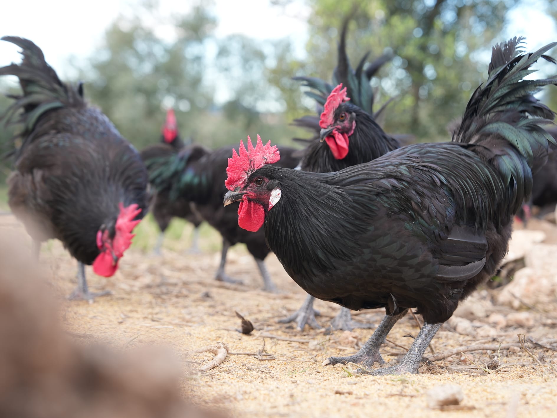 Gallo del Penedés