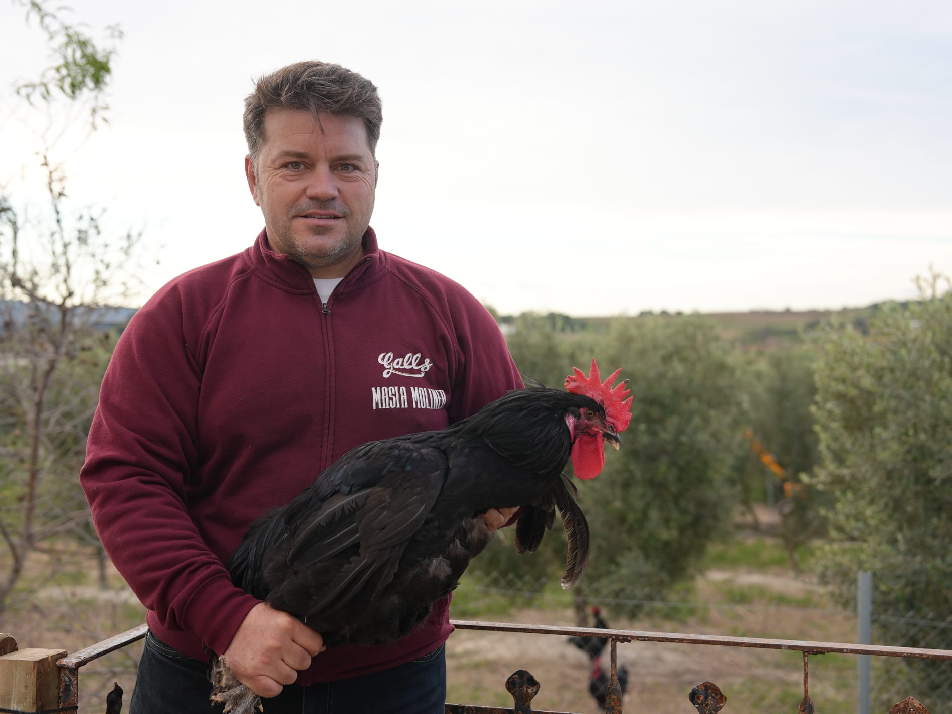 Gallo del Penedés
